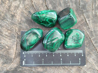 Polished Flower Banded Malachite Free Forms x 35 From Congo