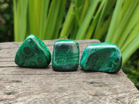 Polished Flower Banded Malachite Free Forms x 35 From Congo