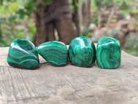 Polished Flower Banded Malachite Free Forms x 35 From Congo