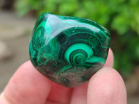 Polished Flower Banded Malachite Free Forms x 35 From Congo