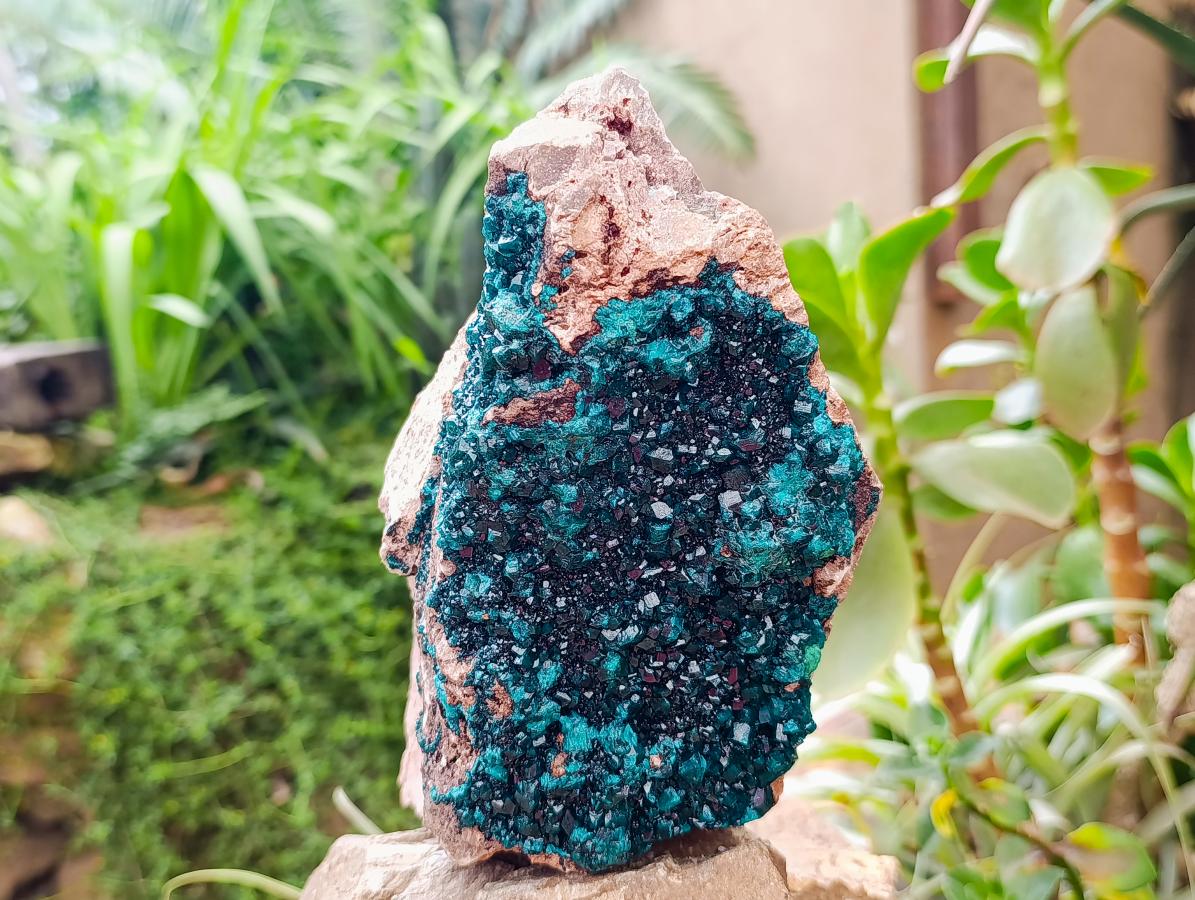 Natural XL Dioptase On Dolomite Specimen x 1 From Tantara Mine, Congo
