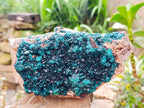 Natural XL Dioptase On Dolomite Specimen x 1 From Tantara Mine, Congo