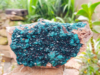 Natural XL Dioptase On Dolomite Specimen x 1 From Tantara Mine, Congo