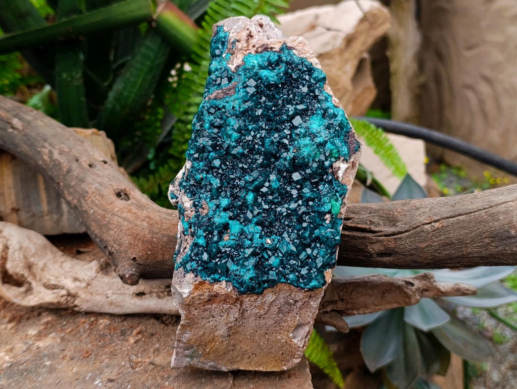 Natural XL Dioptase On Dolomite Specimen x 1 From Tantara Mine, Congo
