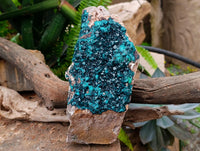 Natural XL Dioptase On Dolomite Specimen x 1 From Tantara Mine, Congo
