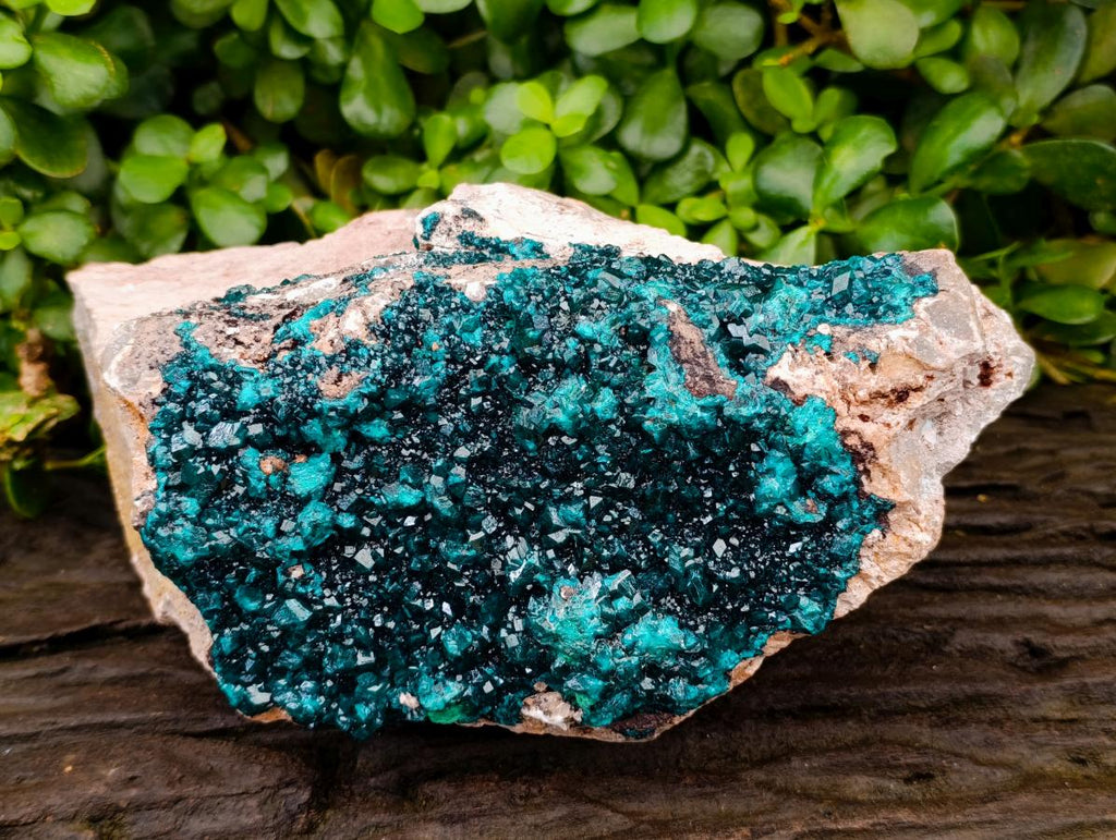 Natural XL Dioptase On Dolomite Specimen x 1 From Tantara Mine, Congo
