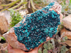 Natural XL Dioptase On Dolomite Specimen x 1 From Tantara Mine, Congo