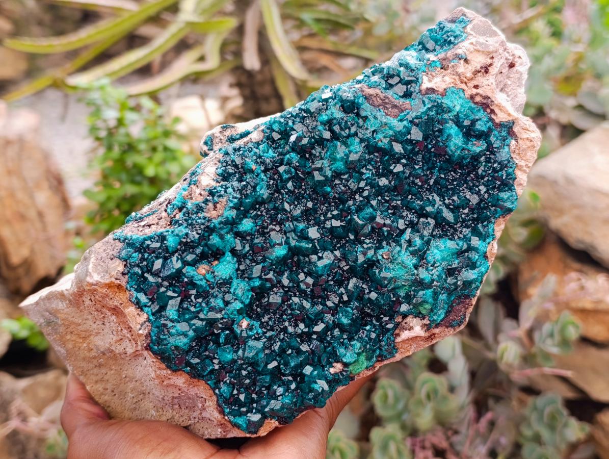 Natural XL Dioptase On Dolomite Specimen x 1 From Tantara Mine, Congo