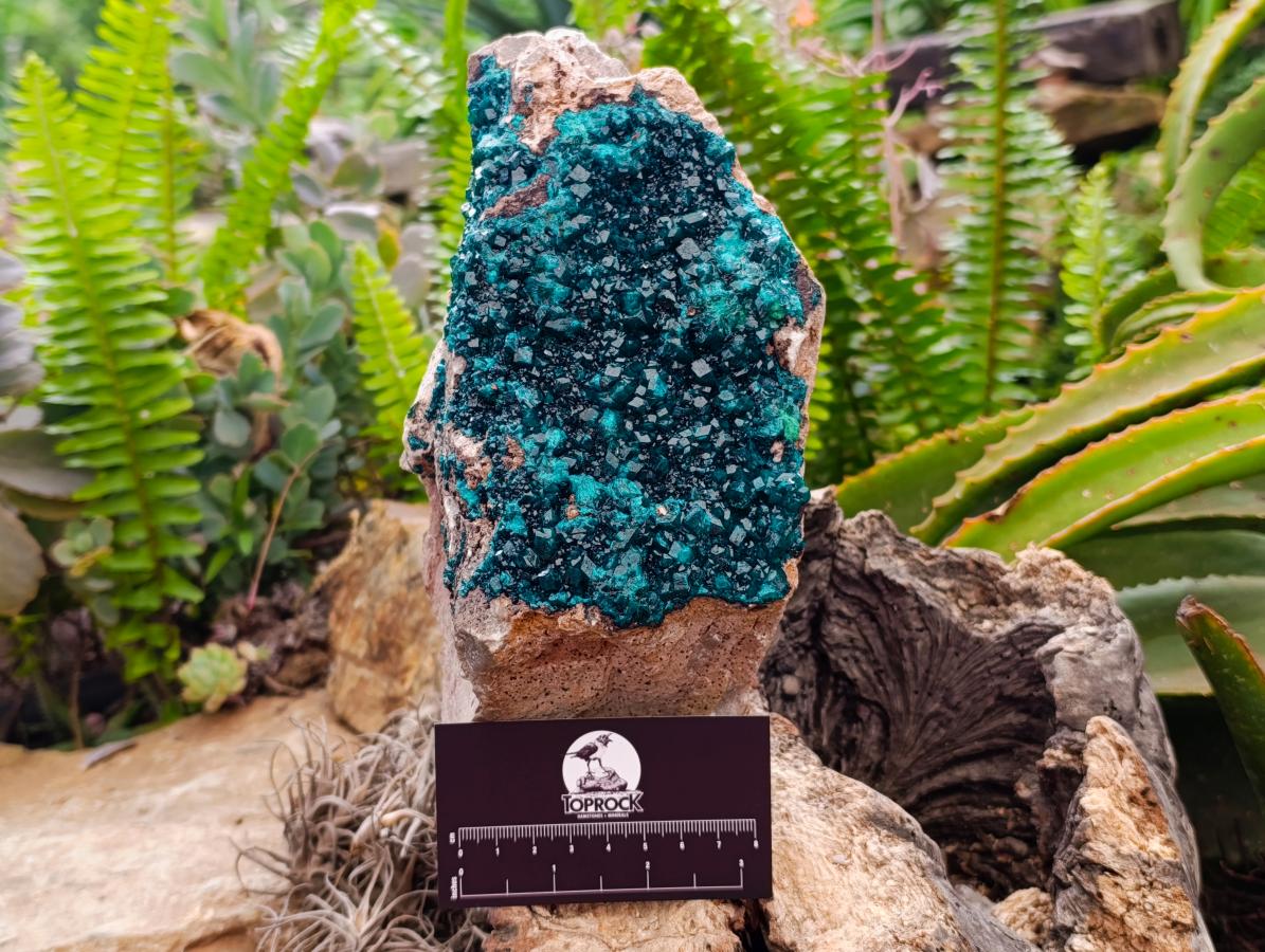 Natural XL Dioptase On Dolomite Specimen x 1 From Tantara Mine, Congo