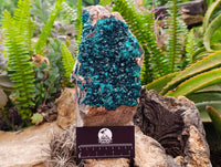 Natural XL Dioptase On Dolomite Specimen x 1 From Tantara Mine, Congo