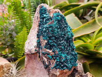 Natural XL Dioptase On Dolomite Specimen x 1 From Tantara Mine, Congo