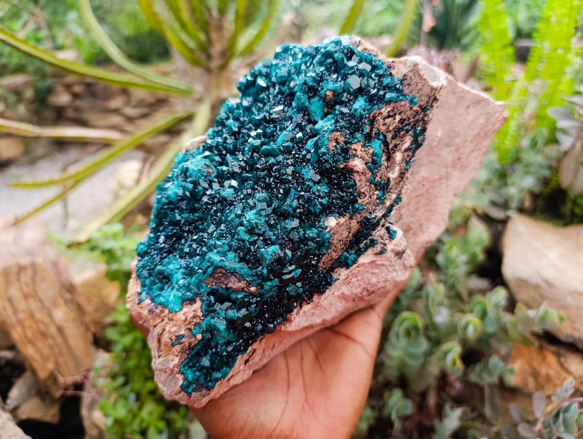 Natural XL Dioptase On Dolomite Specimen x 1 From Tantara Mine, Congo