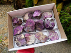 Natural Metallic Purpurite Specimens x 12 From Erongo, Namibia