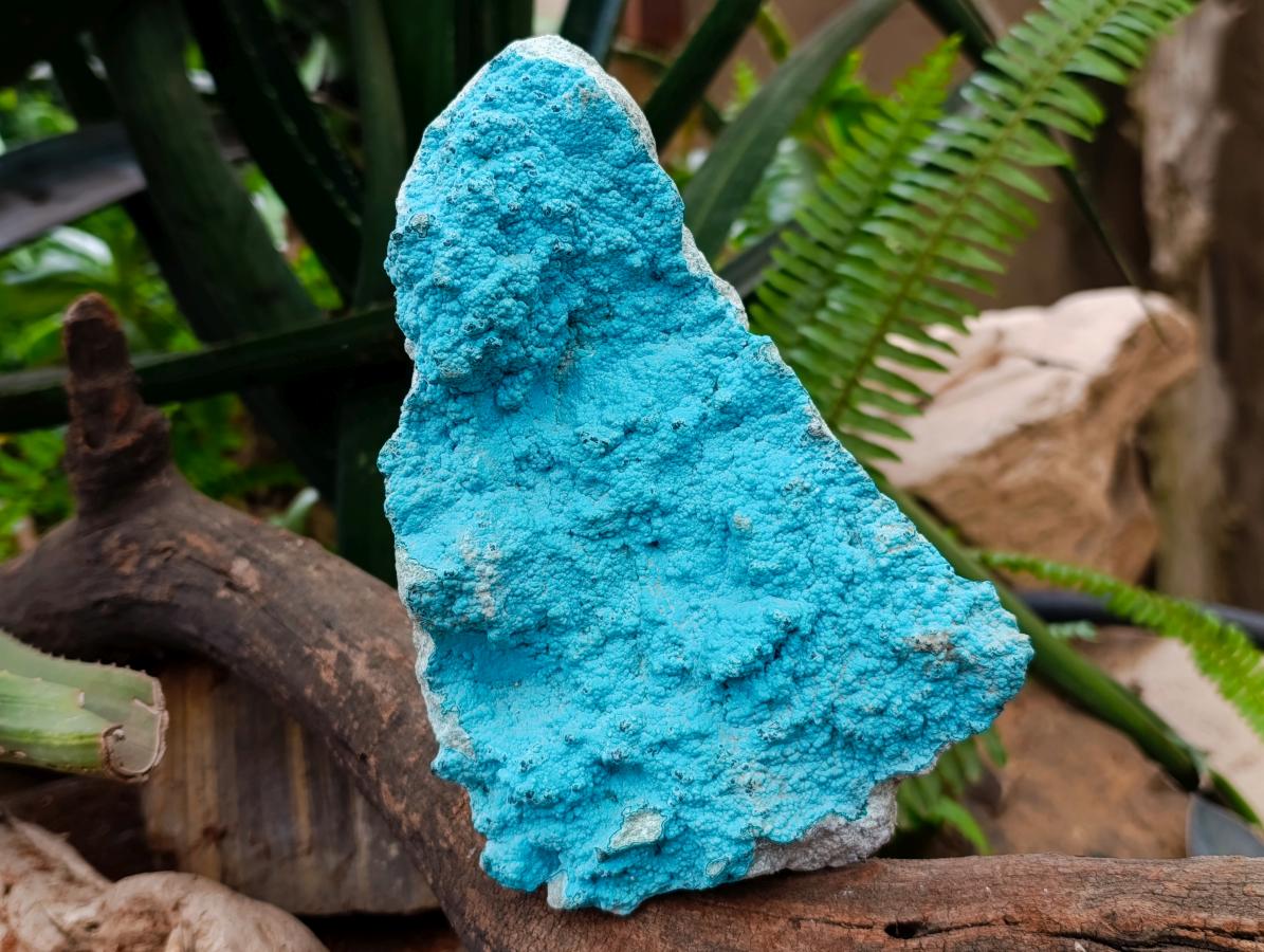 Natural Botryoidal Chrysocolla Specimens x 2 From Lupoto Mine, Congo