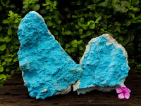 Natural Botryoidal Chrysocolla Specimens x 2 From Lupoto Mine, Congo