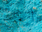 Natural Botryoidal Chrysocolla Specimens x 2 From Lupoto Mine, Congo