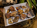 Natural Nguni Jasper Cobbed Specimens x 12 From Northern Cape, South Africa - Toprock Gemstones and Minerals 