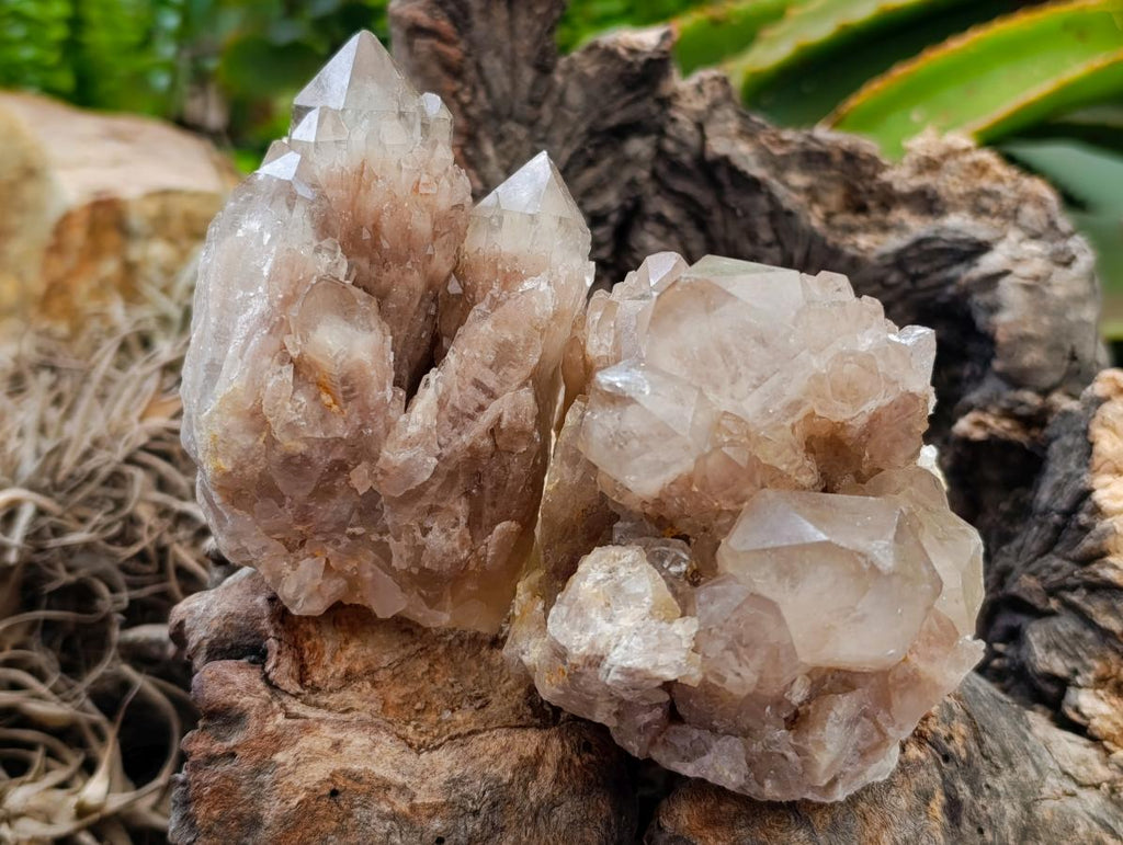 Cascading Smokey White Phantom Luena Quartz Clusters x 6 From Luena , Congo