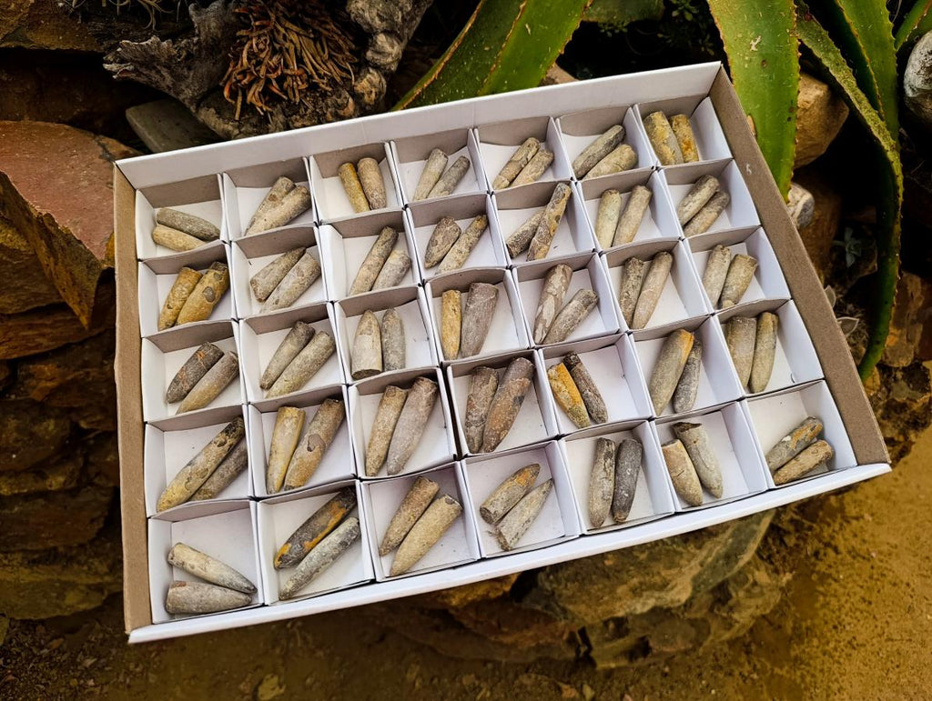 Natural Belemnite Rostrum Fossils x 70 From Madagascar