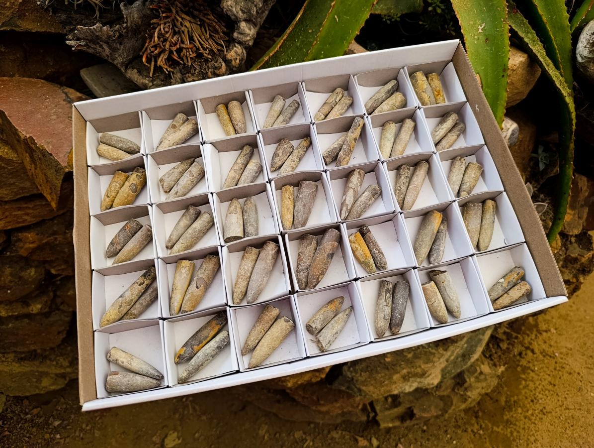 Natural Belemnite Rostrum Fossils x 70 From Madagascar