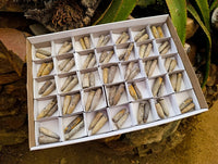 Natural Belemnite Rostrum Fossils x 70 From Madagascar