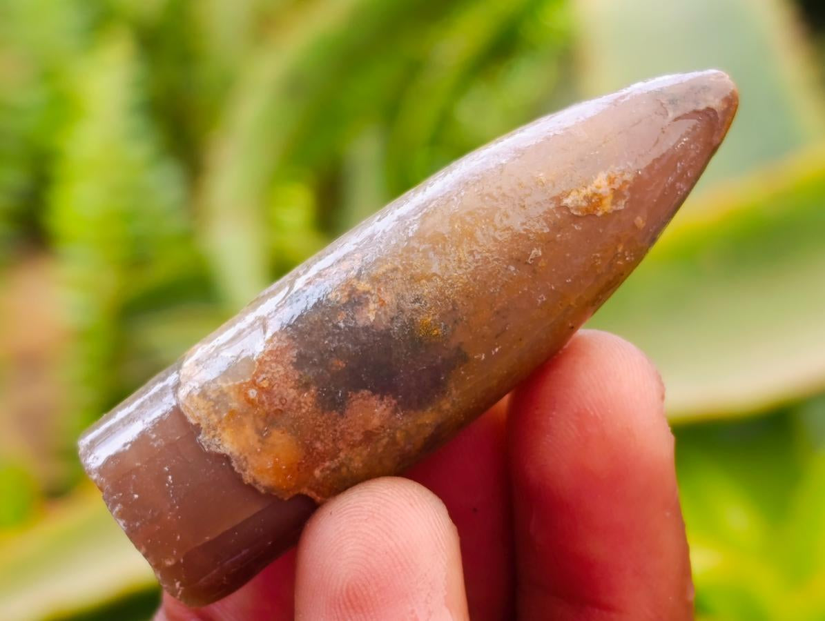 Natural Belemnite Rostrum Fossils x 70 From Madagascar