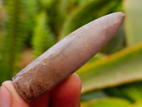 Natural Belemnite Rostrum Fossils x 70 From Madagascar