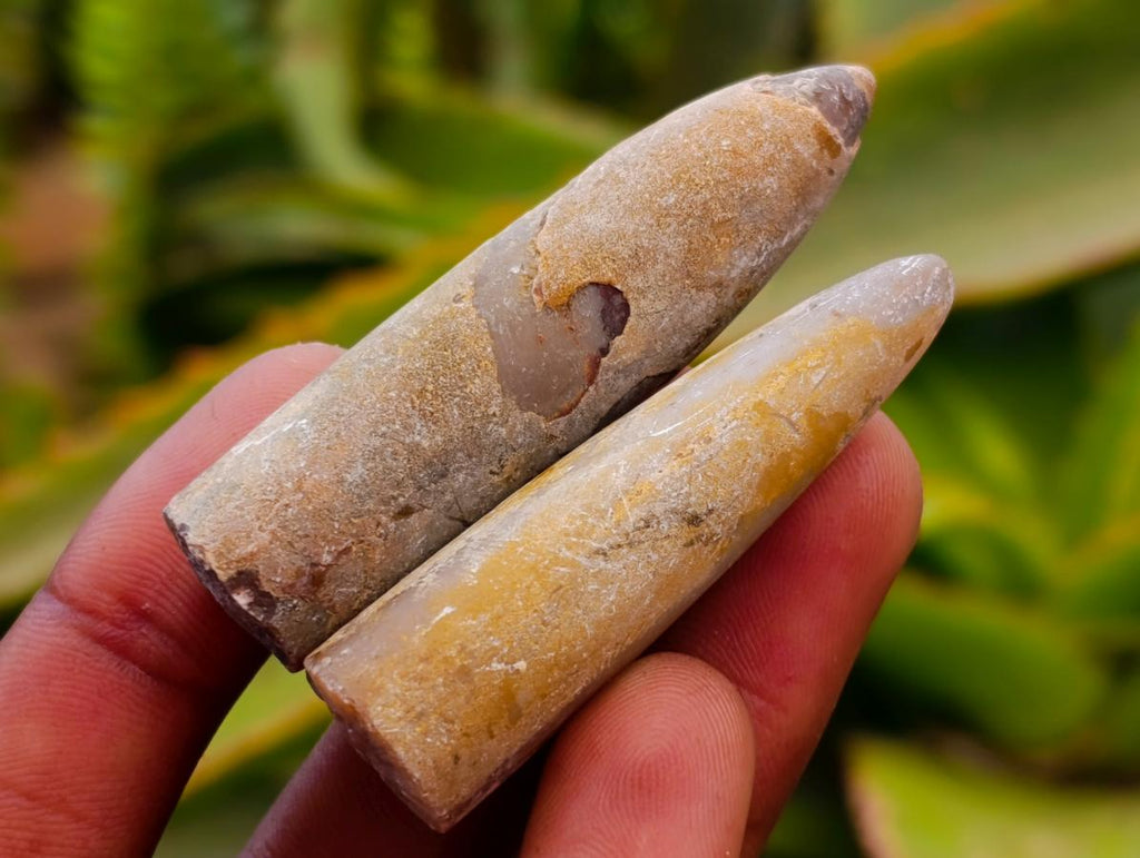 Natural Belemnite Rostrum Fossils x 70 From Madagascar