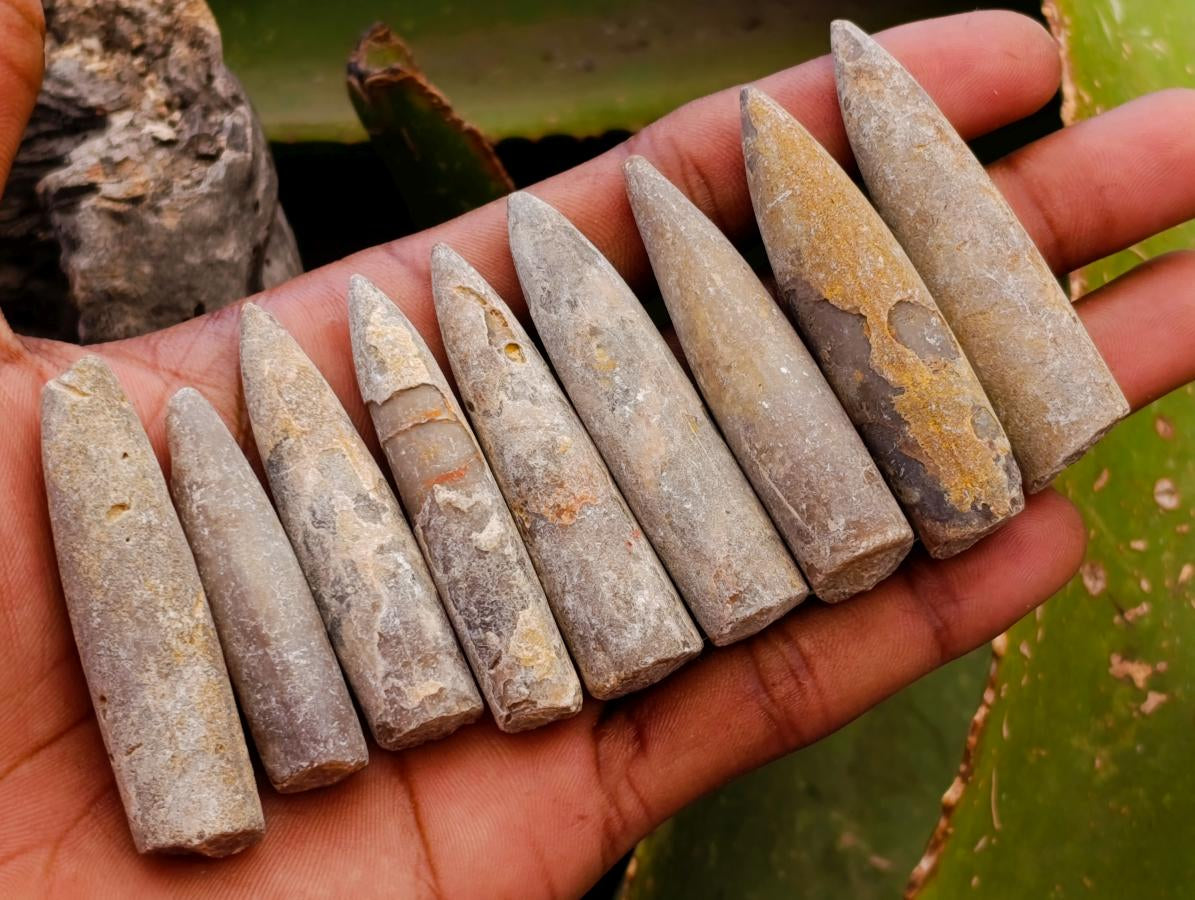 Natural Belemnite Rostrum Fossils x 70 From Madagascar