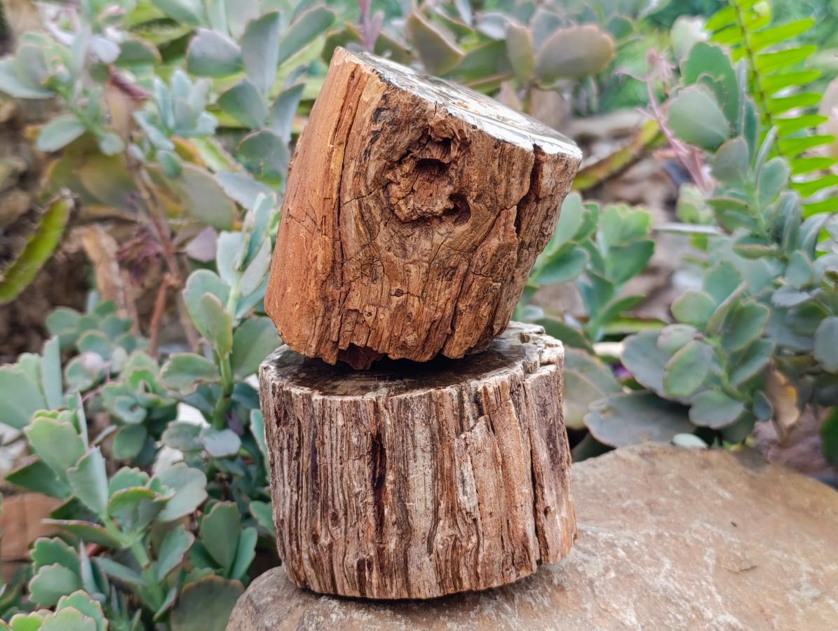 Polished On One Side Petrified Wood Branches x 2 From Gokwe, Zimbabwe