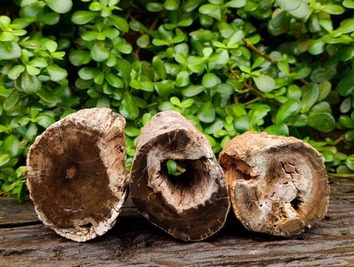 Polished On One Side Petrified Wood Branches x 2 From Gokwe, Zimbabwe