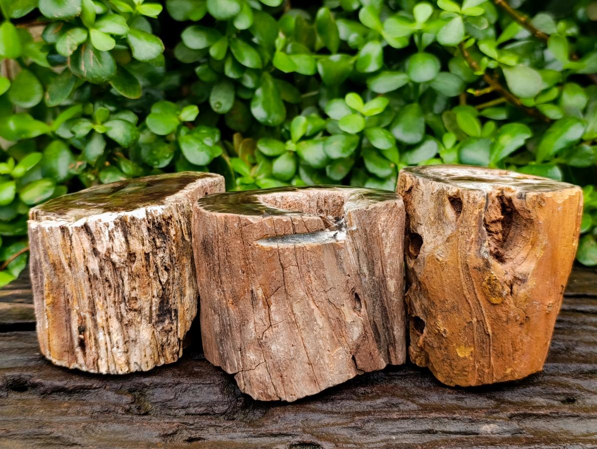 Polished On One Side Petrified Wood Branches x 2 From Gokwe, Zimbabwe