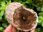 Polished On One Side Petrified Wood Branches x 2 From Gokwe, Zimbabwe