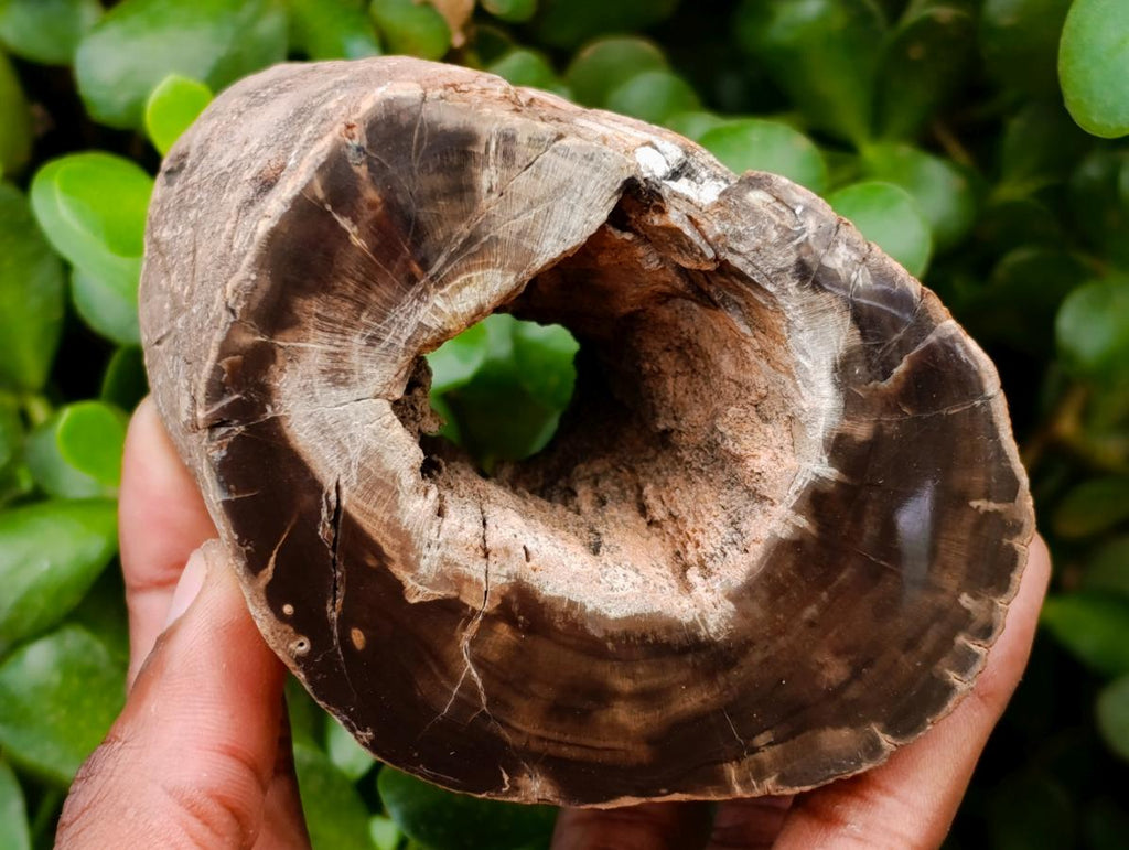 Polished On One Side Petrified Wood Branches x 2 From Gokwe, Zimbabwe