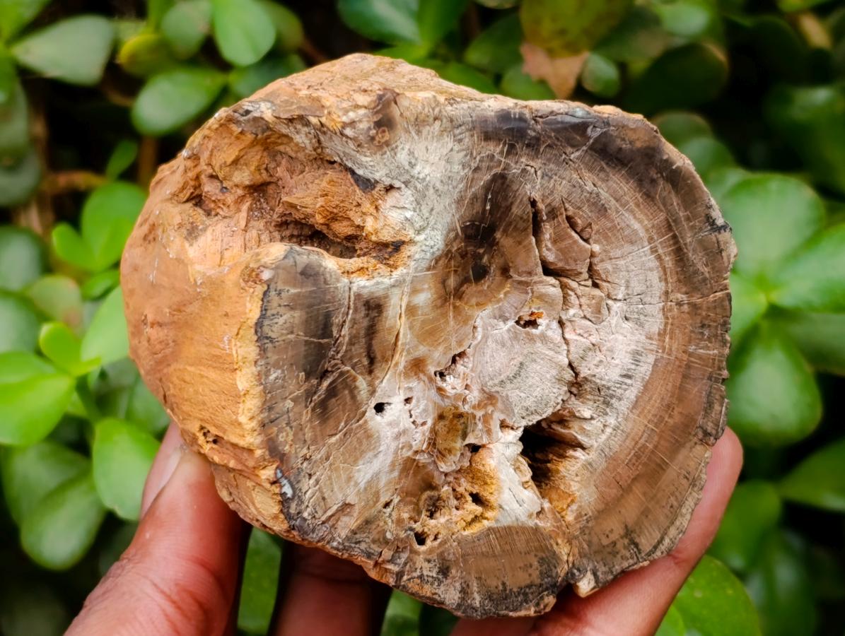 Polished On One Side Petrified Wood Branches x 2 From Gokwe, Zimbabwe