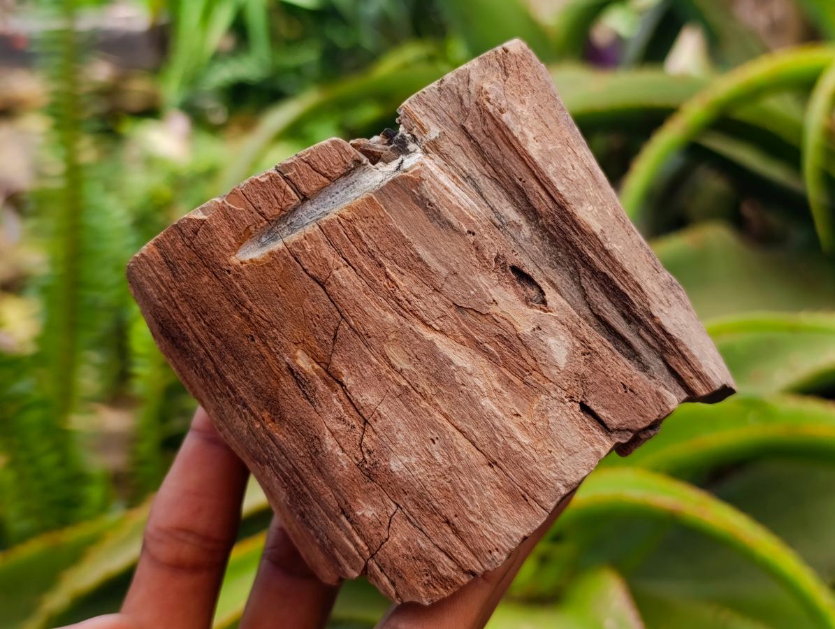 Polished On One Side Petrified Wood Branches x 2 From Gokwe, Zimbabwe