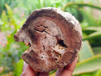 Polished On One Side Petrified Wood Branches x 2 From Gokwe, Zimbabwe