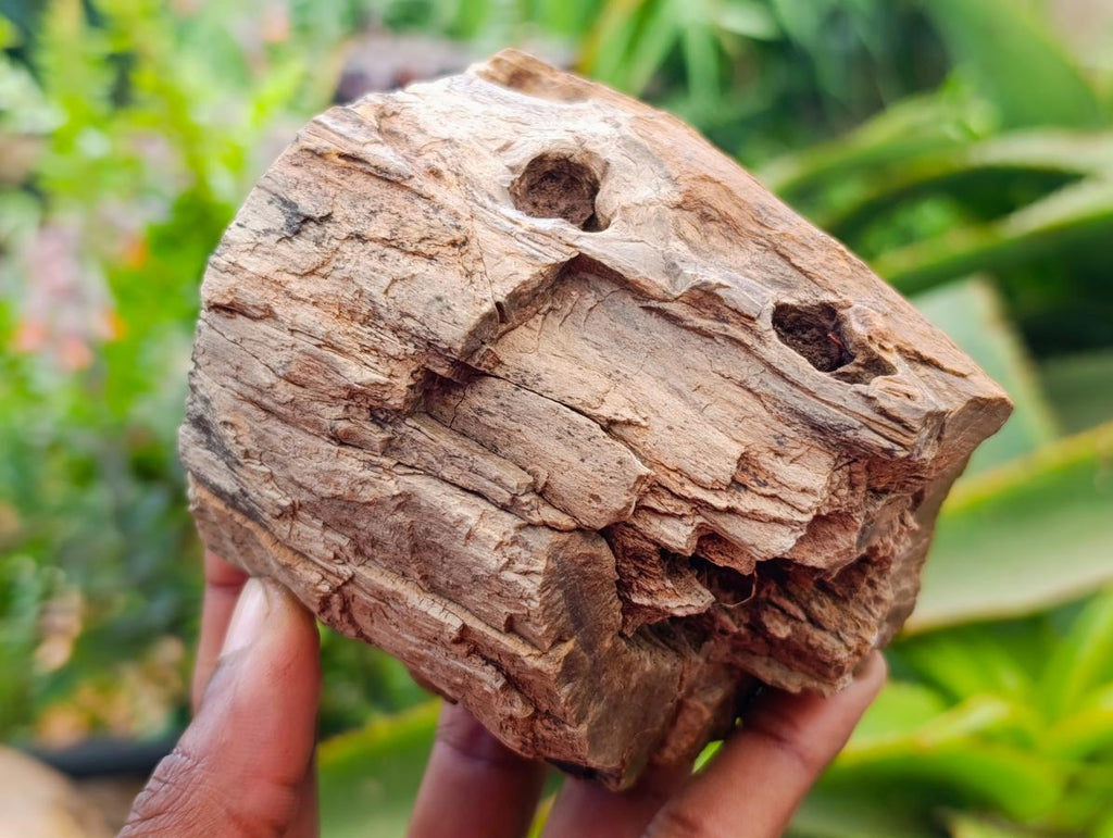 Polished On One Side Petrified Wood Branches x 2 From Gokwe, Zimbabwe