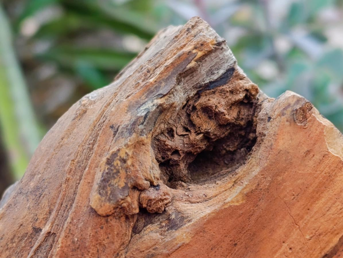 Polished On One Side Petrified Wood Branches x 2 From Gokwe, Zimbabwe