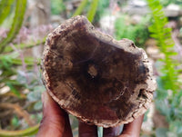 Polished On One Side Petrified Wood Branches x 2 From Gokwe, Zimbabwe