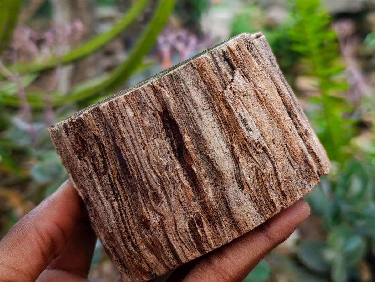 Polished On One Side Petrified Wood Branches x 2 From Gokwe, Zimbabwe