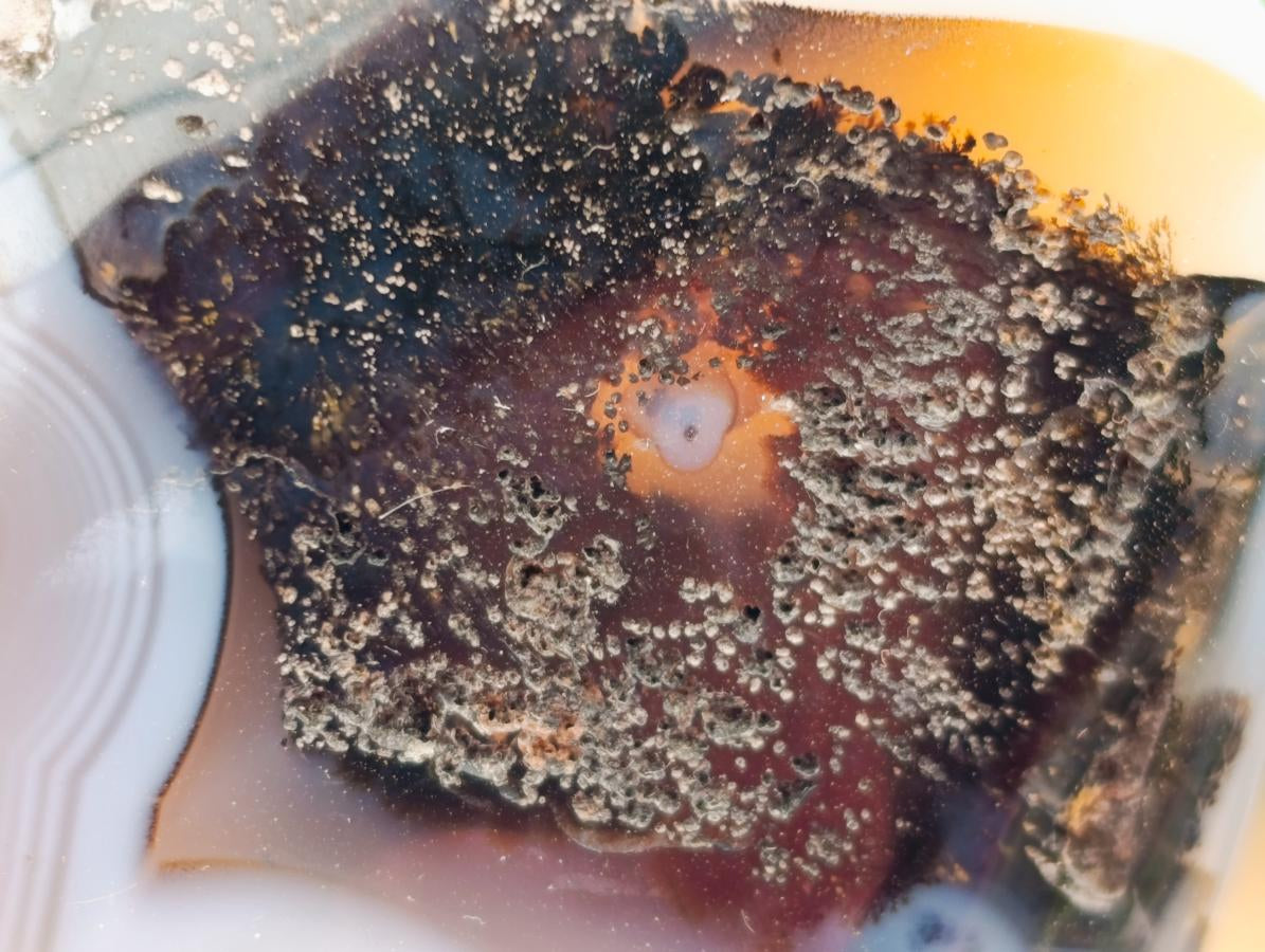 Polished Dendritic Agate Standing Free Forms x 6 From Moralambo, Madagascar