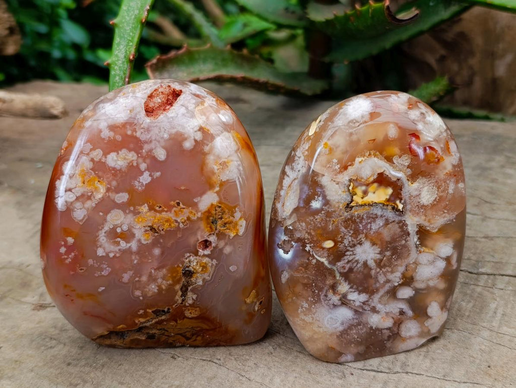 Polished Flower Agate Standing Free Forms x 2 From Antsahalova, Madagascar