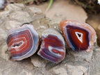 Polished On One Side Red Shashe River Agate Nodules x 24 From Shashe River, Zimbabwe