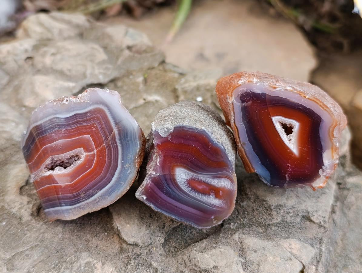 Polished On One Side Red Shashe River Agate Nodules x 24 From Shashe River, Zimbabwe