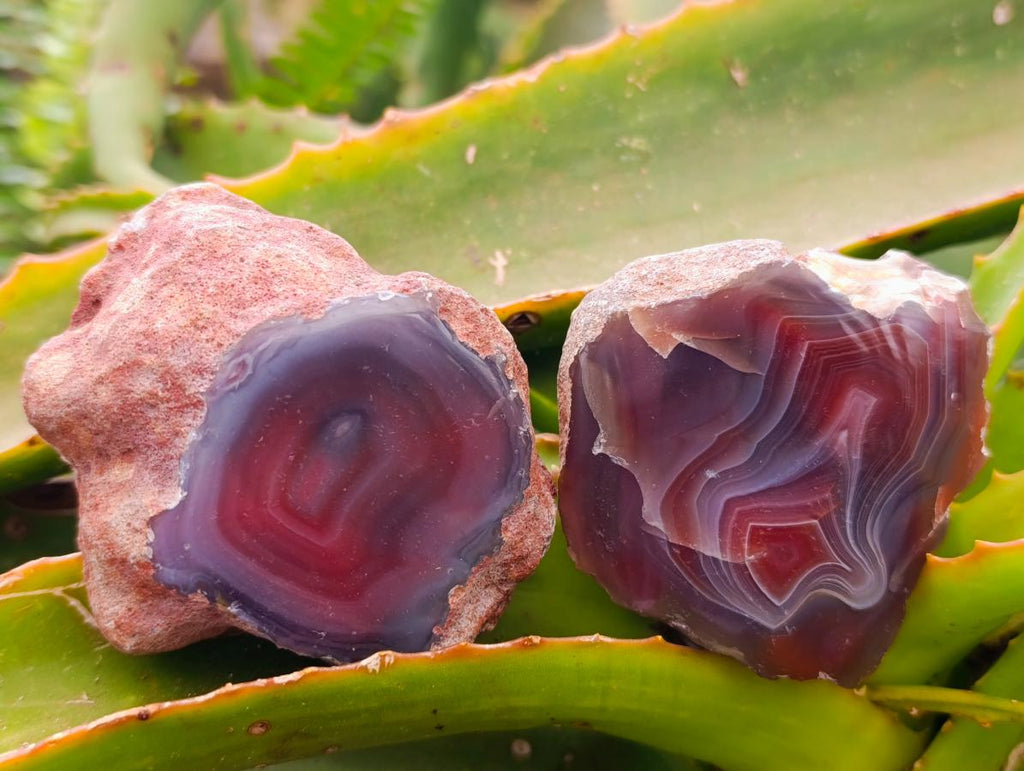 Polished On One Side Red Shashe River Agate Nodules x 24 From Shashe River, Zimbabwe
