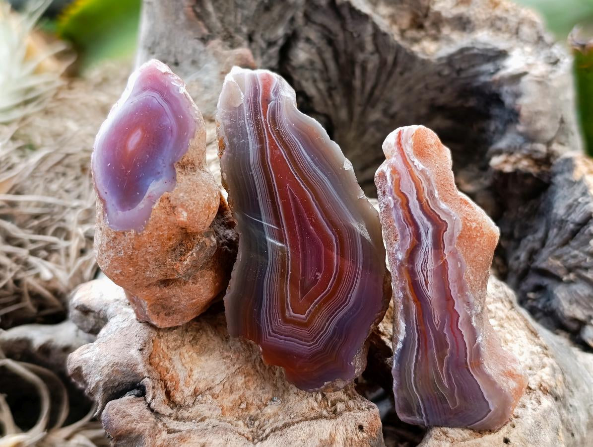 Polished On One Side Red Shashe River Agate Nodules x 24 From Shashe River, Zimbabwe