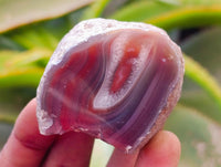 Polished On One Side Red Shashe River Agate Nodules x 24 From Shashe River, Zimbabwe