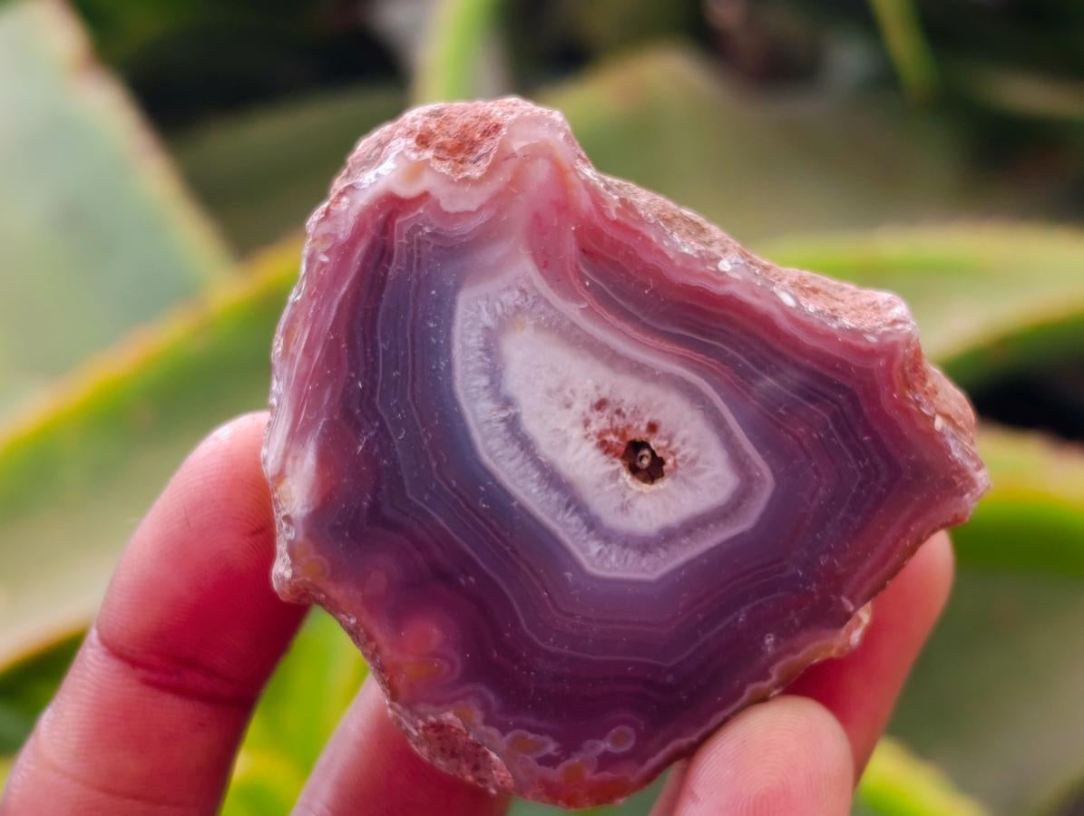 Polished On One Side Red Shashe River Agate Nodules x 24 From Shashe River, Zimbabwe