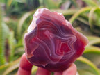 Polished On One Side Red Shashe River Agate Nodules x 24 From Shashe River, Zimbabwe